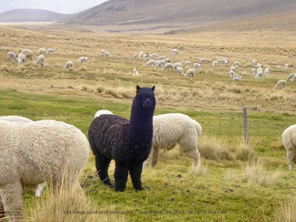 Warrior Alpaca Socks - Unisex High Performance Cross Trainer Athletic Alpaca Socks
